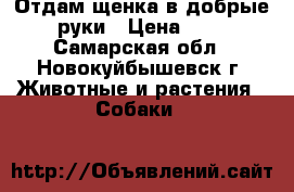 Отдам щенка в добрые руки › Цена ­ 1 - Самарская обл., Новокуйбышевск г. Животные и растения » Собаки   